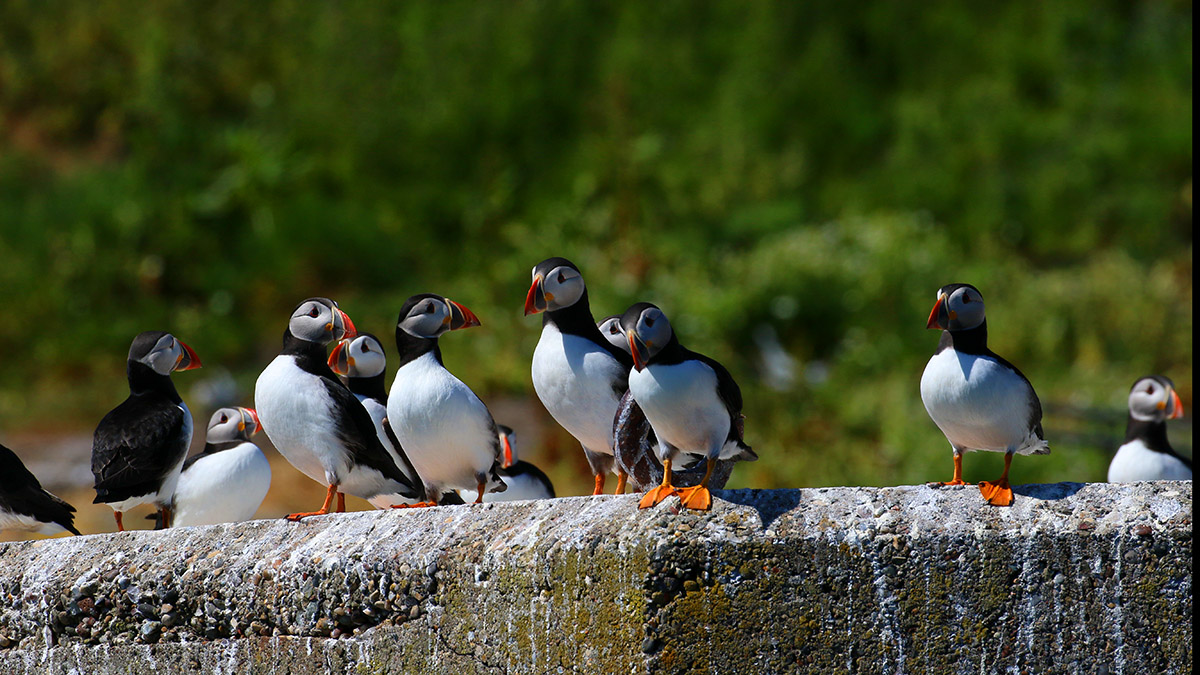 Papegaaiduiker Farne Islands